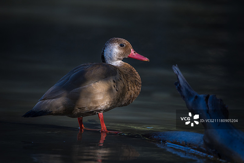巴西水鸭图片素材
