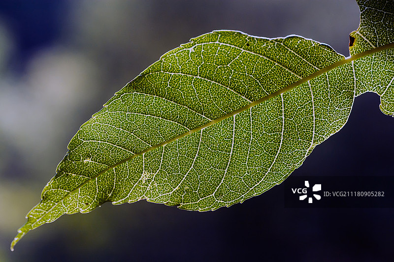 光合作用图片素材