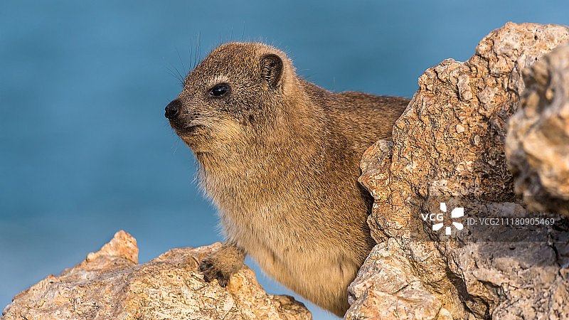 海滩上的蹄兔 II图片素材