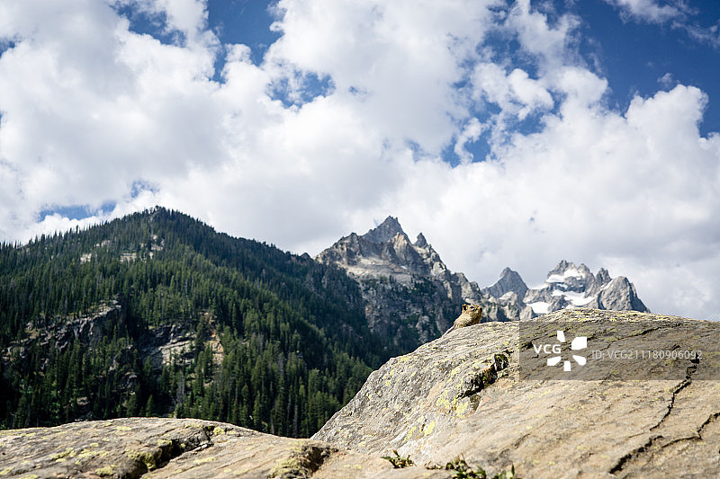 大花栗鼠图片素材