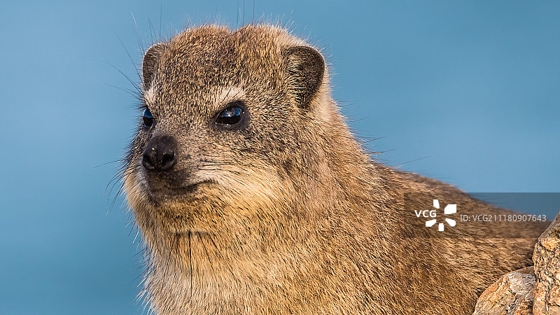 海滩上的“岩狸”VII图片素材