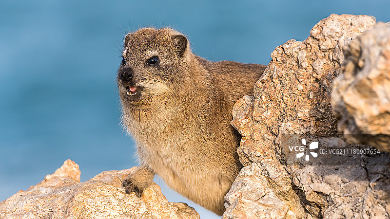 海滩上的“Dassie”VI图片素材