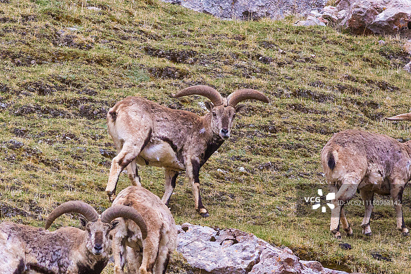 蓝色的绵羊图片素材