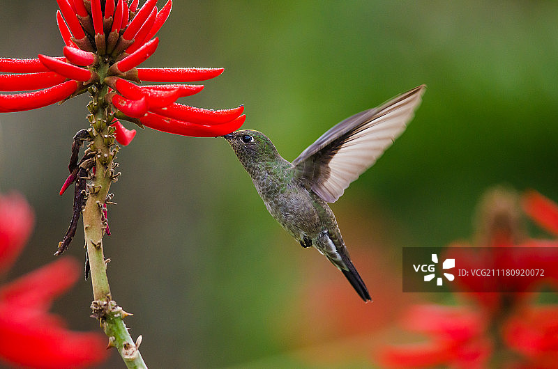 暗色蜂鸟图片素材