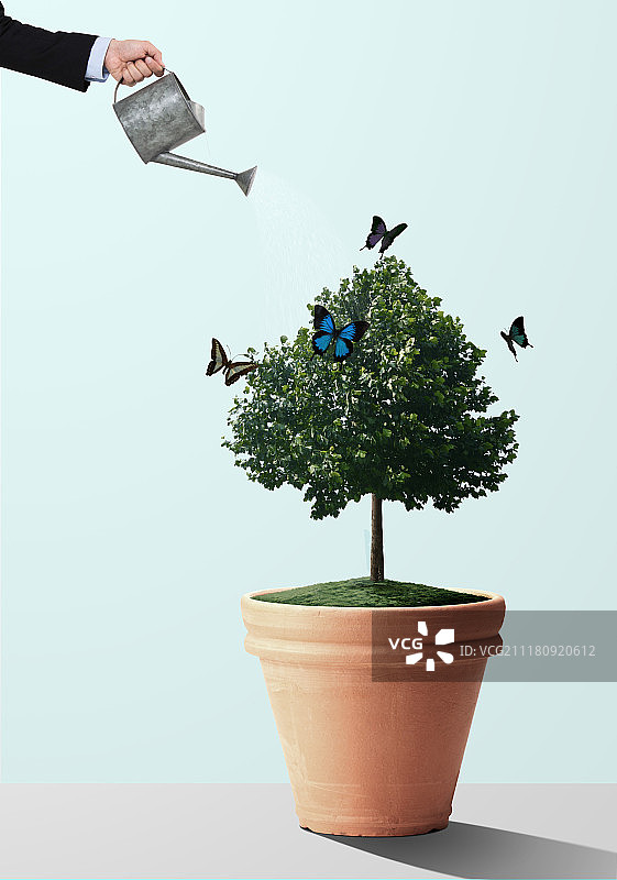 给花盆里的树浇水图片素材