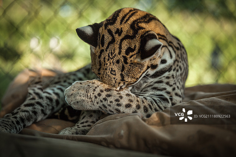 家养豹猫品种图片素材