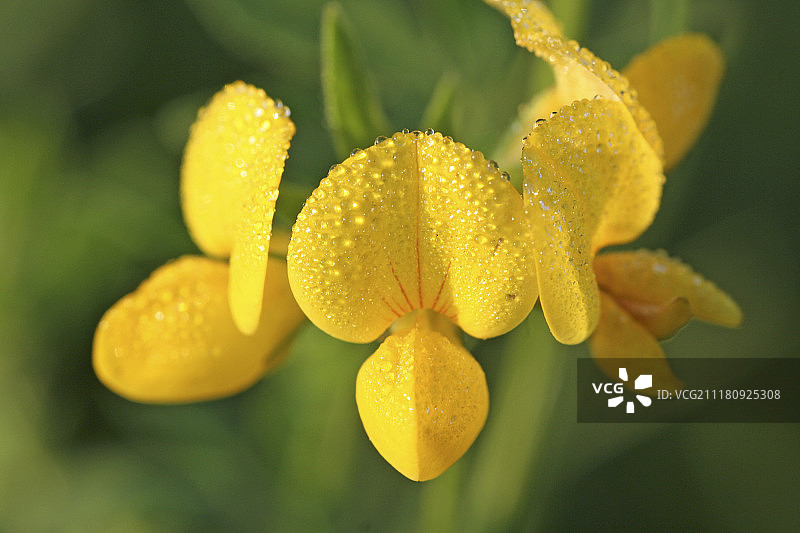 百脉根图片素材