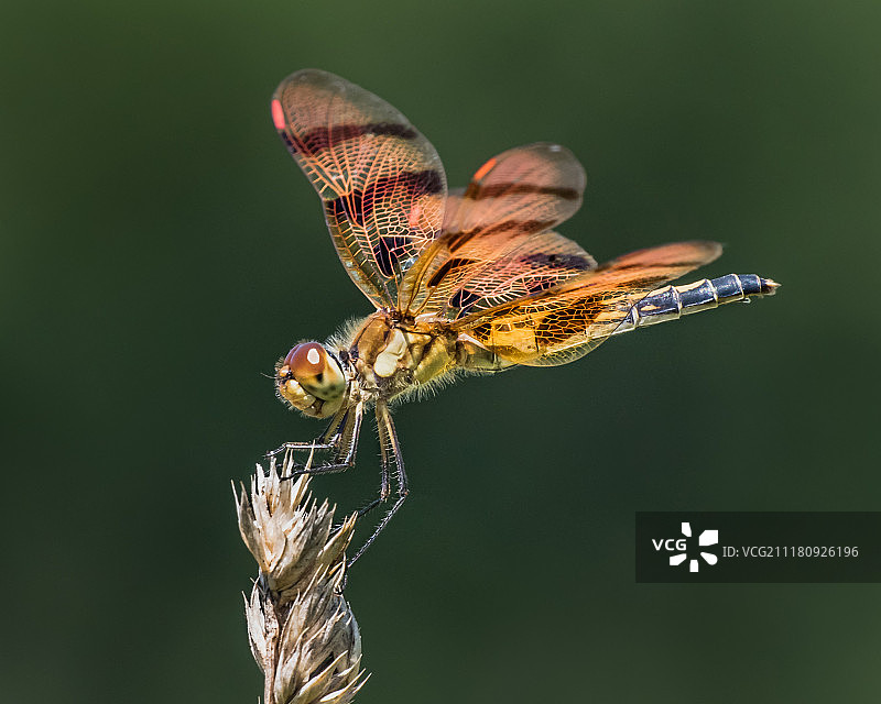 万圣节三角旗图片素材