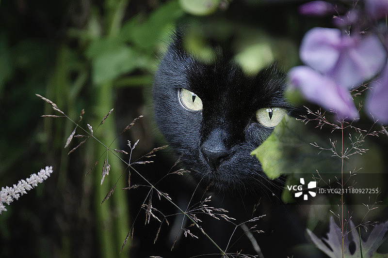 伏击中的猫图片素材