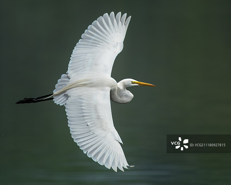 大白鹭Iv图片素材