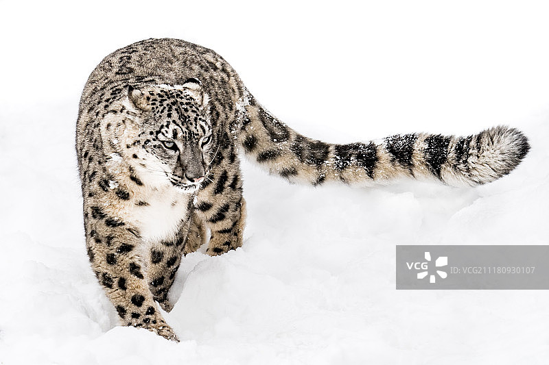 雪豹图片素材
