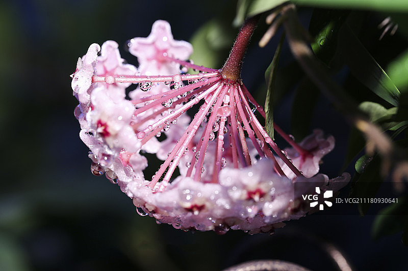 花的照片图片素材