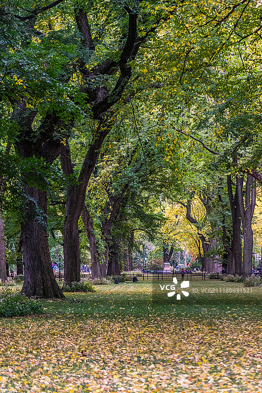 城市秋色图片素材