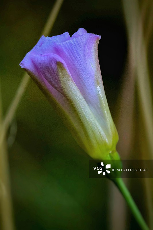 花的特写图片素材