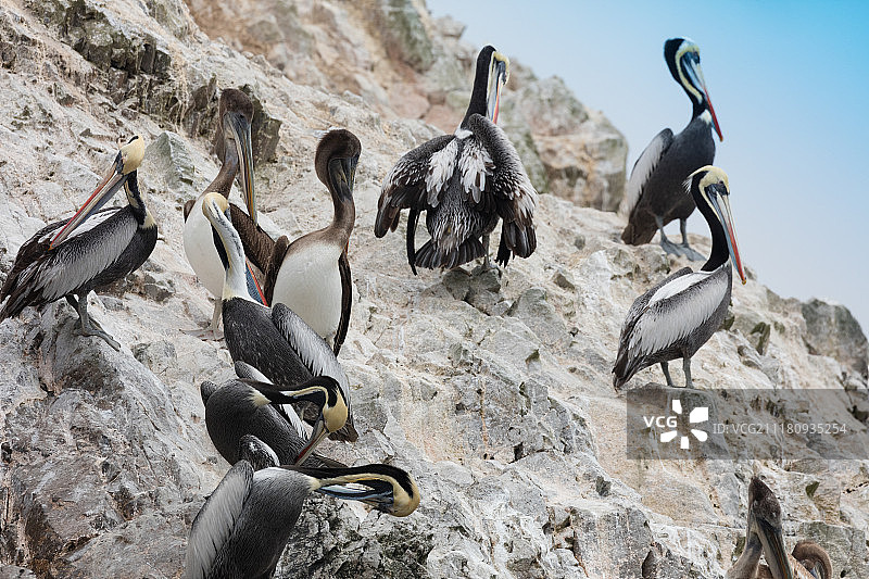 巴耶斯塔斯岛，秘鲁图片素材