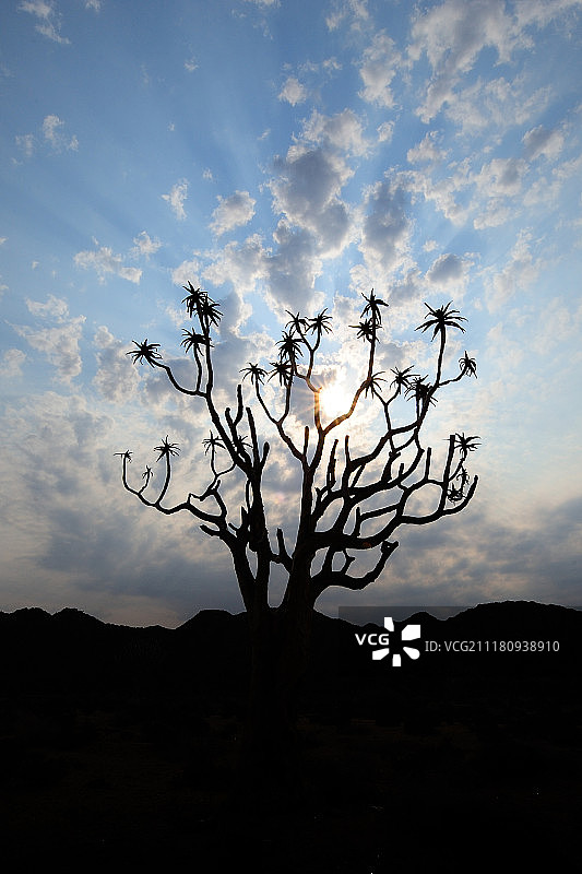 Richtersverld国家公园科克布洛姆克卢夫的箭筒树图片素材