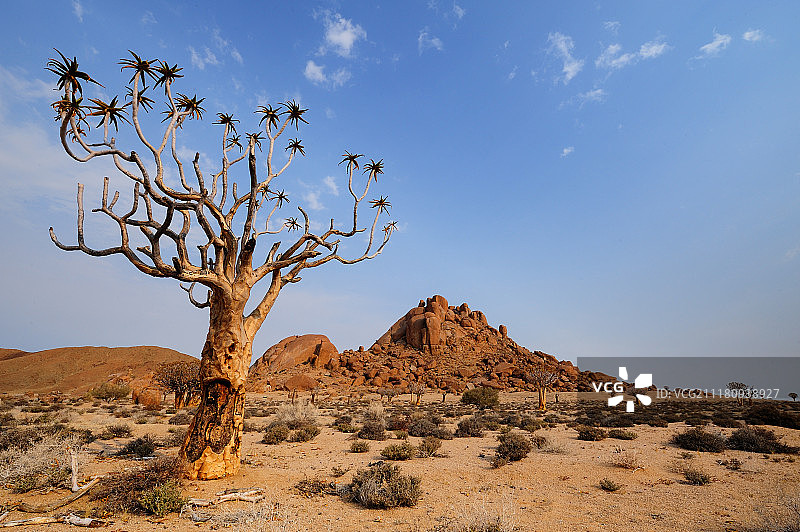 Richtersverld国家公园科克布洛姆克卢夫的箭筒树图片素材