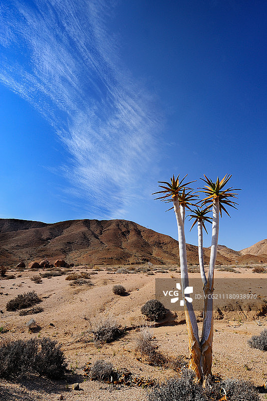 Richtersverld国家公园科克布洛姆克卢夫的箭筒树图片素材