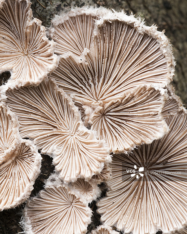 真菌：裂褶菌图片素材