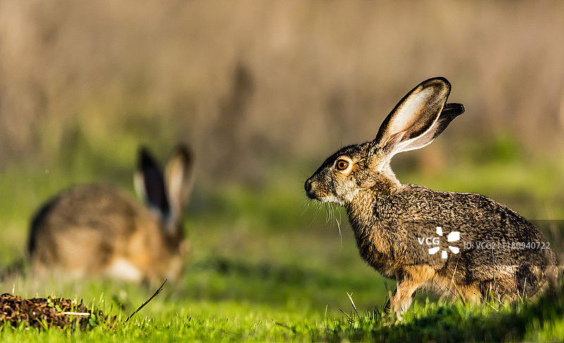 黑尾长耳大野兔图片素材