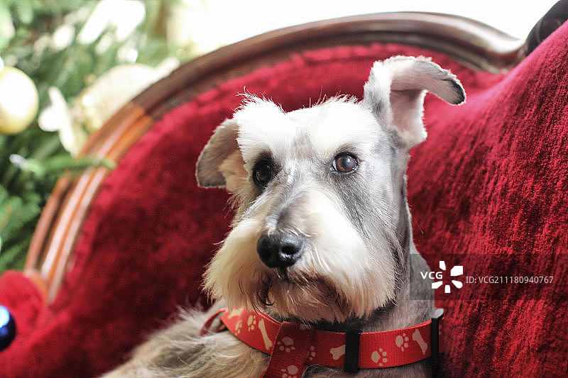 生锈的圣诞节装饰图片素材