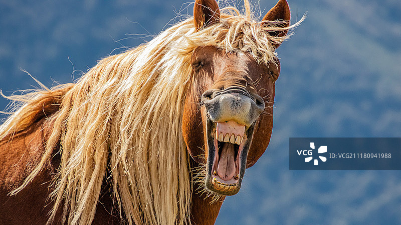 马的笑声图片素材