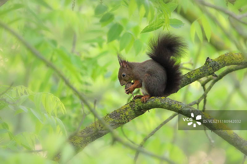 绿色早餐图片素材