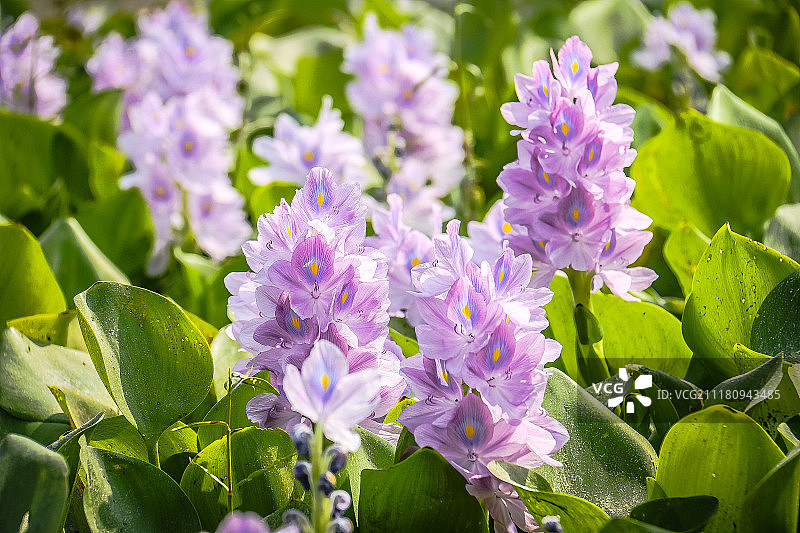 凤眼莲图片素材