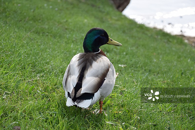 鸭图片素材