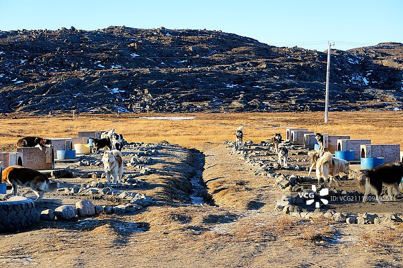一群雪橇犬图片素材