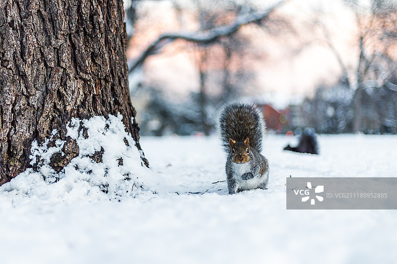 雪地里的松鼠图片素材