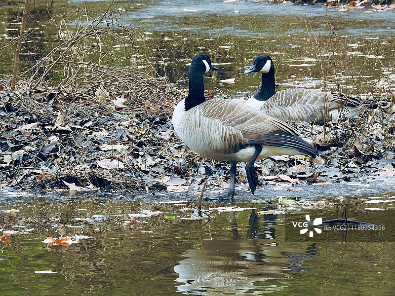 闲聊的鹅图片素材
