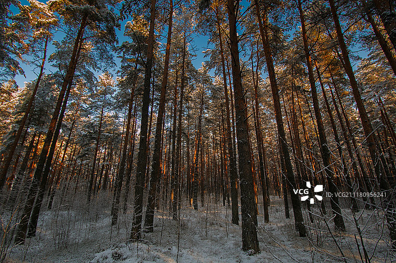 冬季森林图片素材