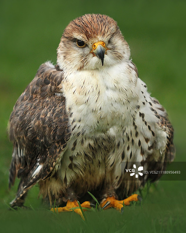 猎鹰特写图片素材