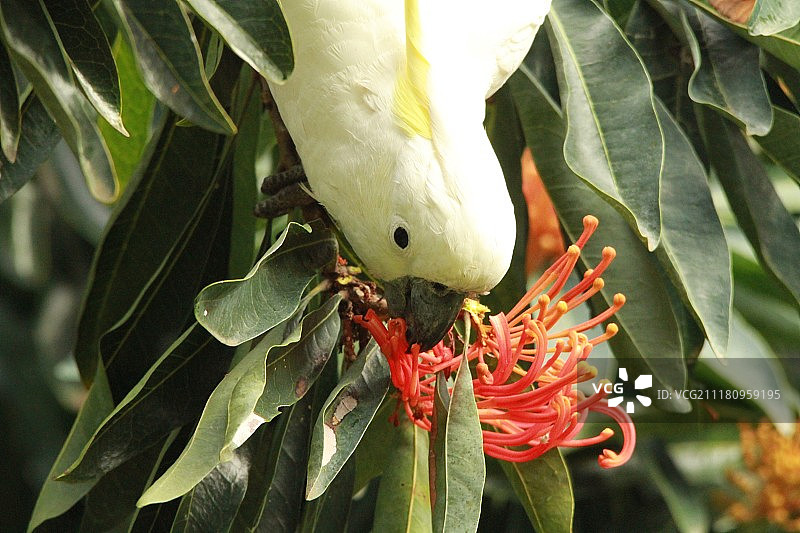 火轮早餐图片素材