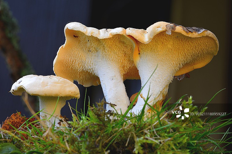 可食用的图片素材