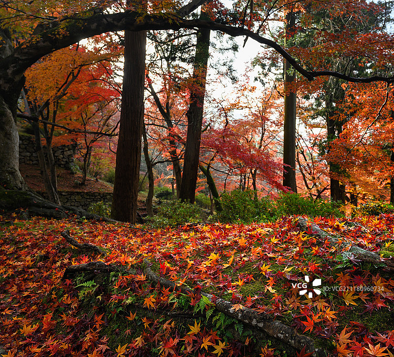京都的秋天图片素材