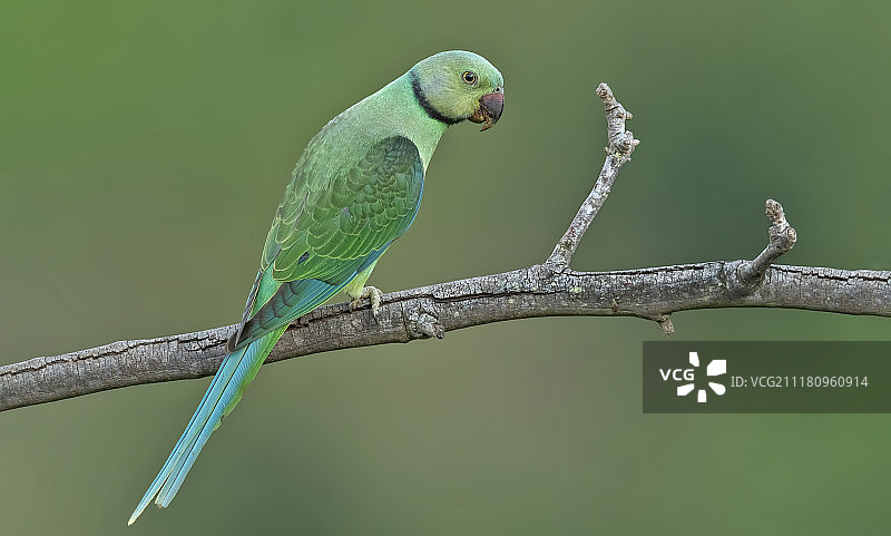 蓝翅鹦鹉（雌性）图片素材