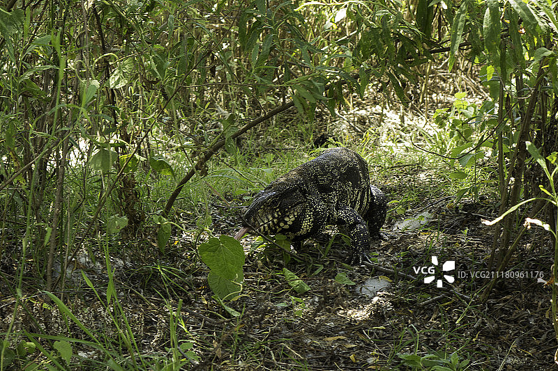 奥维罗蜥蜴（鬣蜥）图片素材