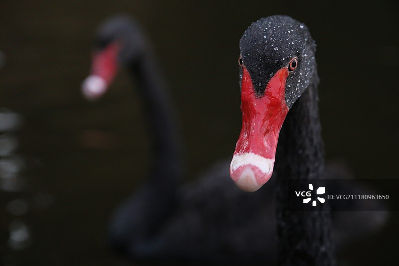 我是你的黑天鹅图片素材