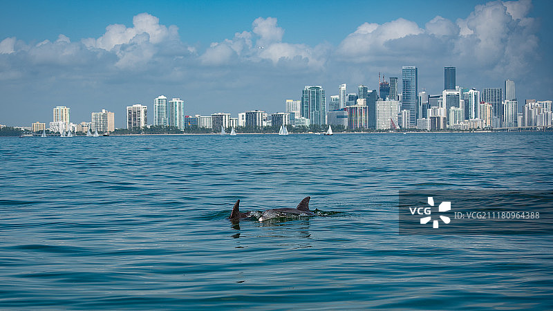 迈阿密海豚队图片素材