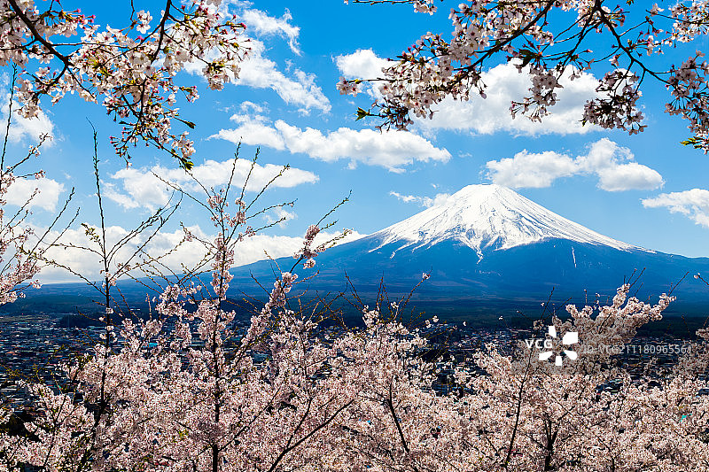富士吉田市的富士山和樱花图片素材