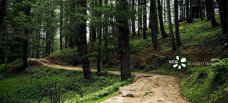 Yousmarg森林图片素材