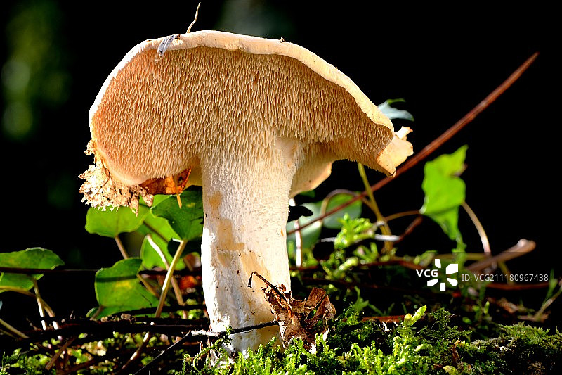 山羊胡图片素材