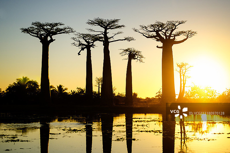 猴面包树大道图片素材