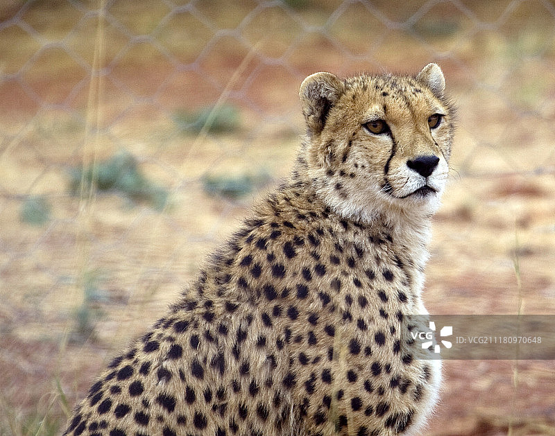 非洲猫科动物基金会促进大型食肉动物保护和动物福利图片素材
