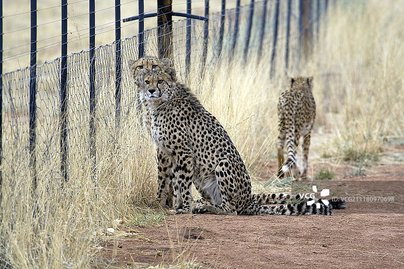 非洲猫科动物基金会促进大型食肉动物保护和动物福利图片素材