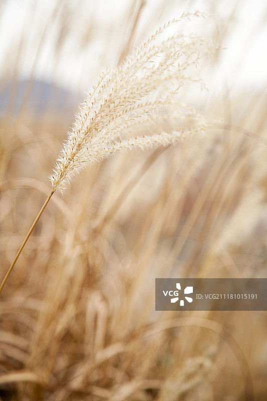 火焰草图片素材