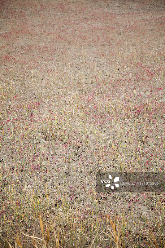 火焰草图片素材