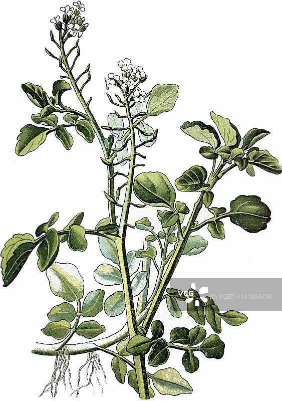 豆瓣菜（Nasturtium officinale），药用植物，1870年历史彩 lithograph图片素材